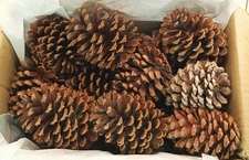 (25/50/75/100pcs) 2.5" to 5" All Natural Pinecones (Oven Baked)  #105