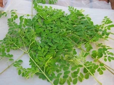 50g+Organic Moringa Leaf Dried Cut ~ Moringa Oleifera ~ 100% Premium