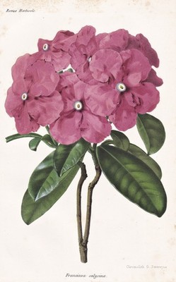 Brunfelsia raintree flower flower botany botany lithograph revue Horticole 1868