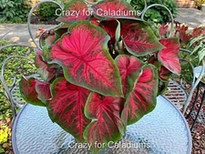 Caladium 'Dragon Heart' Live Bulbs - Set of 2 Bulbs  1-1.5" - indoor plant bulbs