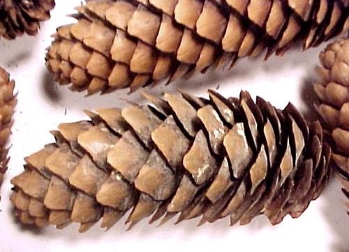 35 Pine Cones for Christmas Tree Ornaments 4-6" Crafting Pinecone Wreaths Crafts