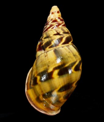 LAND SNAIL, SHELL - Sultana yatesi- 79.1MM. PERU