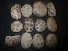 Small Unpolished Petoskey Stones Jewelry Grade