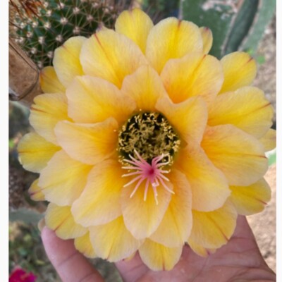 6-7cm Cactus Succulent Plant Home Garden Flowering Plant Beautiful Cactus