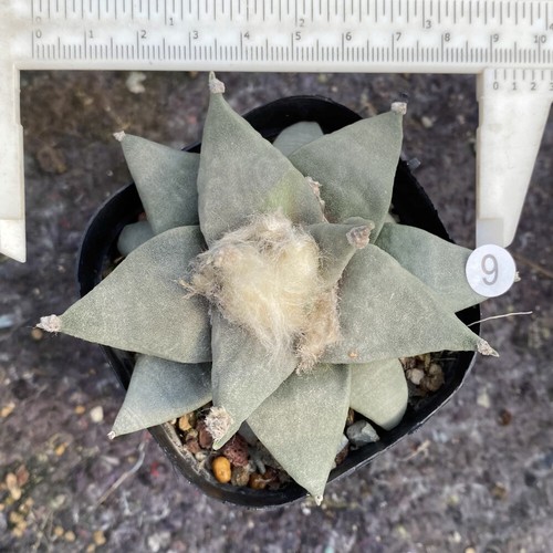 1-8CM Succulent Cactus Plant Ariocarpus Retusus Scheidw Home Garden Beautiful - Picture 21 of 22