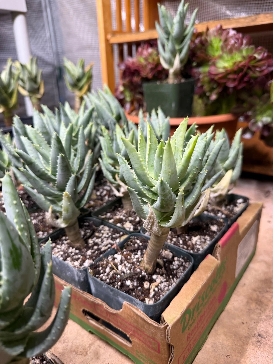 Aloe Vera Aloe Cactis&Succulents for sale | eBay