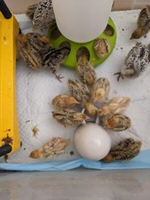 3 kg. Quail Premium Superfine Chick Crumbs - 29% Protein  Medicated Chick Crumb