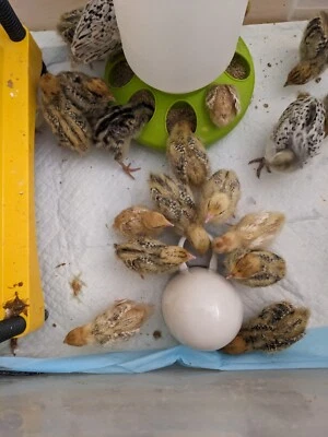 3 kg. Quail Premium Superfine Chick Crumbs - 29% Protein Medicated Chick Crumb