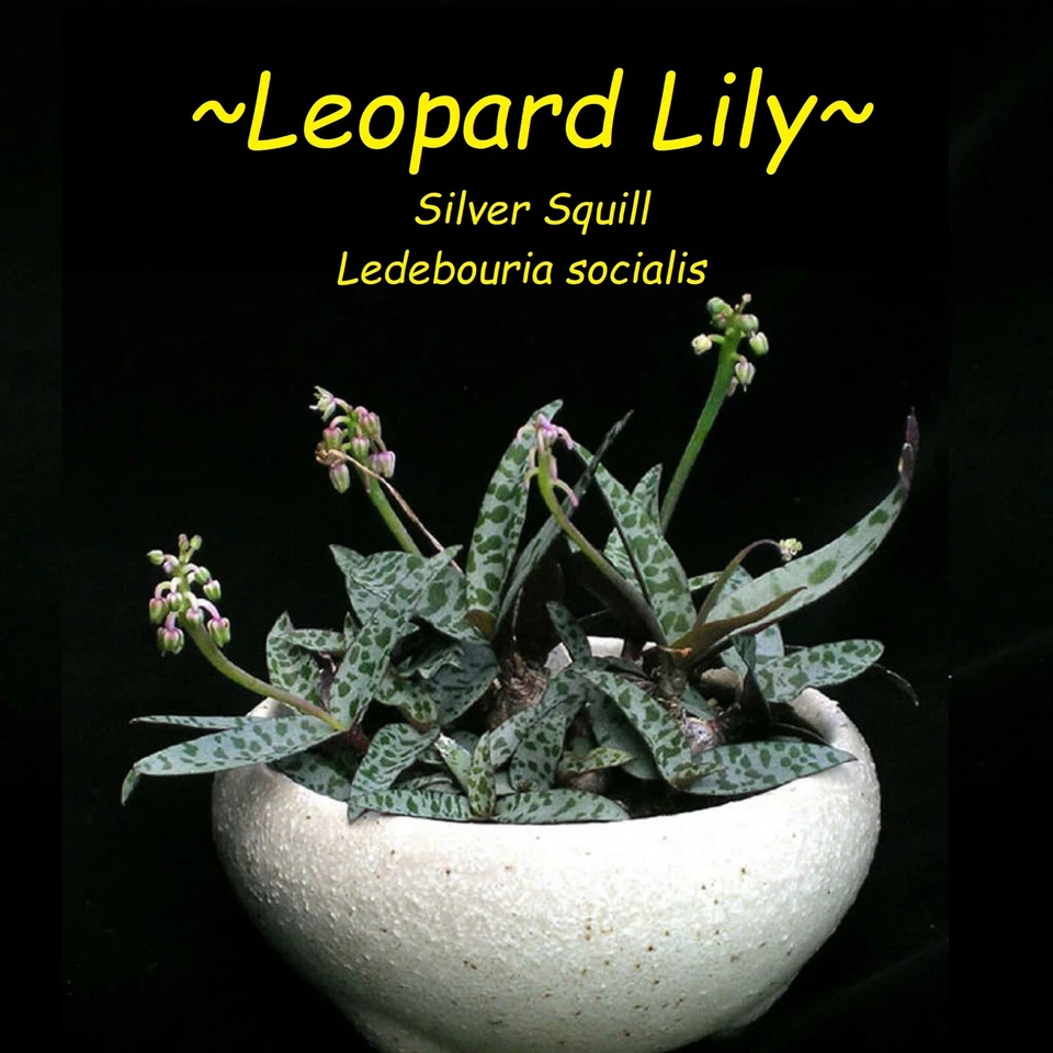 ~Leopard Lily~ Ledebouria Socialis Violacea Variegated Silver Squill Potd PLANT - Image 4 of 4