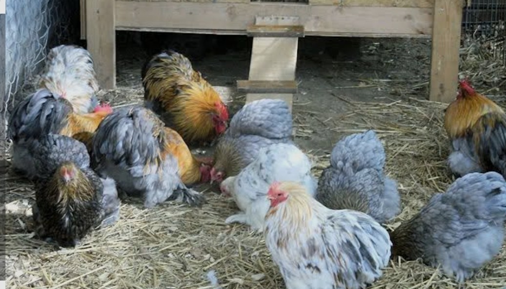 12+++ Standard Lemon Blue Splash Cochin Hatching Eggs Rare pre sale april