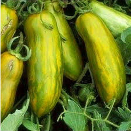 TOMATE CEBRA VERDE LARGO / CEBRA VERDE, 50 SEMILLAS + GRATIS