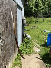 Decebalus’ Falx Sica Scythe Spear 6’