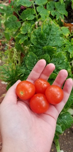 Vilma Micro Dwarf Tomato Seeds Canada, Red Cherry, Potato Leaf Tomato - Picture 6 of 8