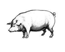 temporary tattoo - Set of two wrist size Pig  approx. 1.5" each 