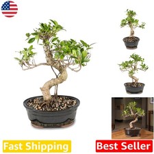 Golden Gate Ficus Bonsai  7-  Indoor Houseplant  Ceramic Pot  USA Grown