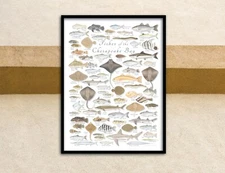 18x24 Fishes of the Chesapeake Bay poster - Val Kells Nature Prints 