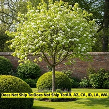 Kieffer Pear Tree 5-6 ft in 3Gal Pot Outdoor Fruit Tree Garden Cold Hardy Plant