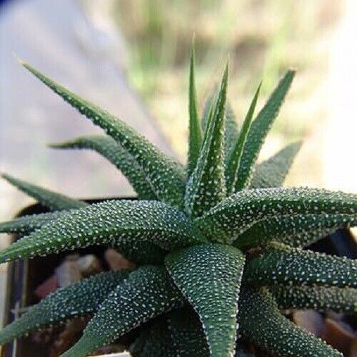 Melocactus ruestii variegated exotic cactus collection rare seed cacti 50  SEEDS | eBay