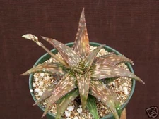 Aloe jucunda exotic rare succulent plant cacti cactus 4