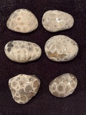 Unpolished Petoskey Stone Lot Only Michigan Rocks Fossil Coral Great Lakes Beach