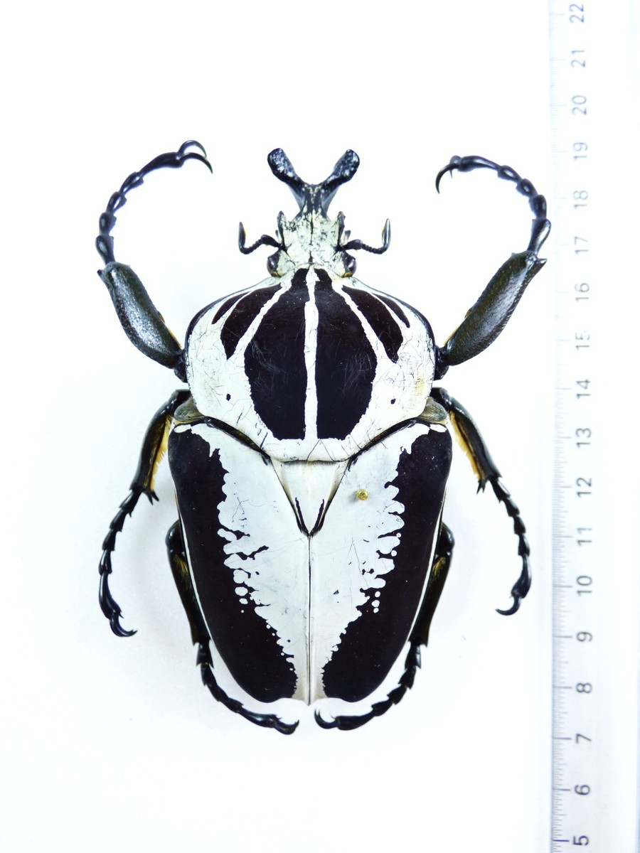 ENTOMOLOGY, BEETLE: GOLIATHUS REGIUS MALE 92MM COTE D ´IVOIRE | eBay