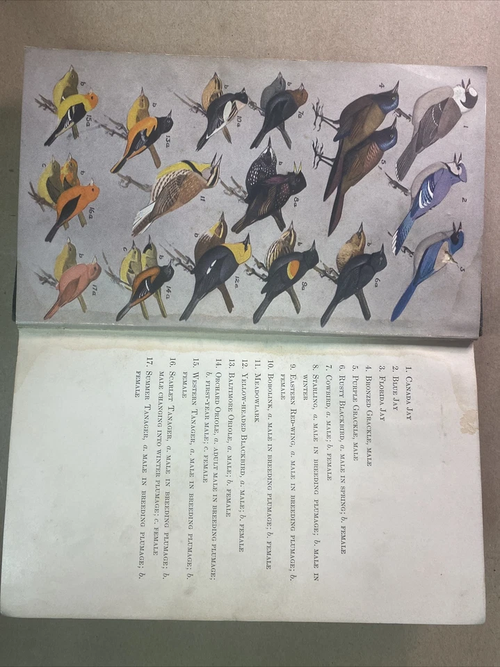 A Field Guide To The Birds by Roger Tory Peterson - Image 2 of 4