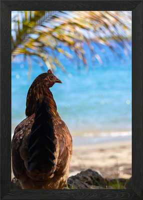 Chicken by the Sea Framed Wall Art Poster Canvas Print Picture