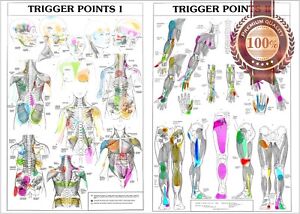 Trigger Points Chart