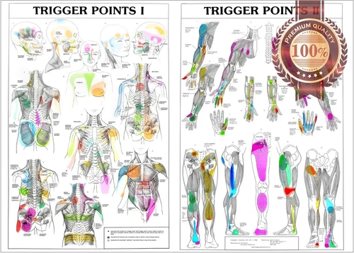 TRIGGER POINTS 1 2 ANATOMICAL DIAGRAM GUIDE CHART ANATOMY 1 PRINT PREMIUM POSTER