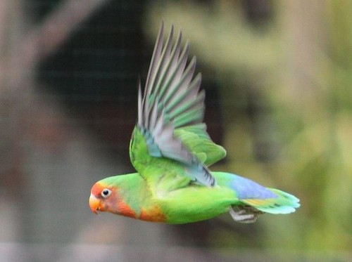 LoveBird In Flight NeOn Orig Abstract Painting 8X10” Canvas Acrylic Fluid Art - Picture 11 of 11