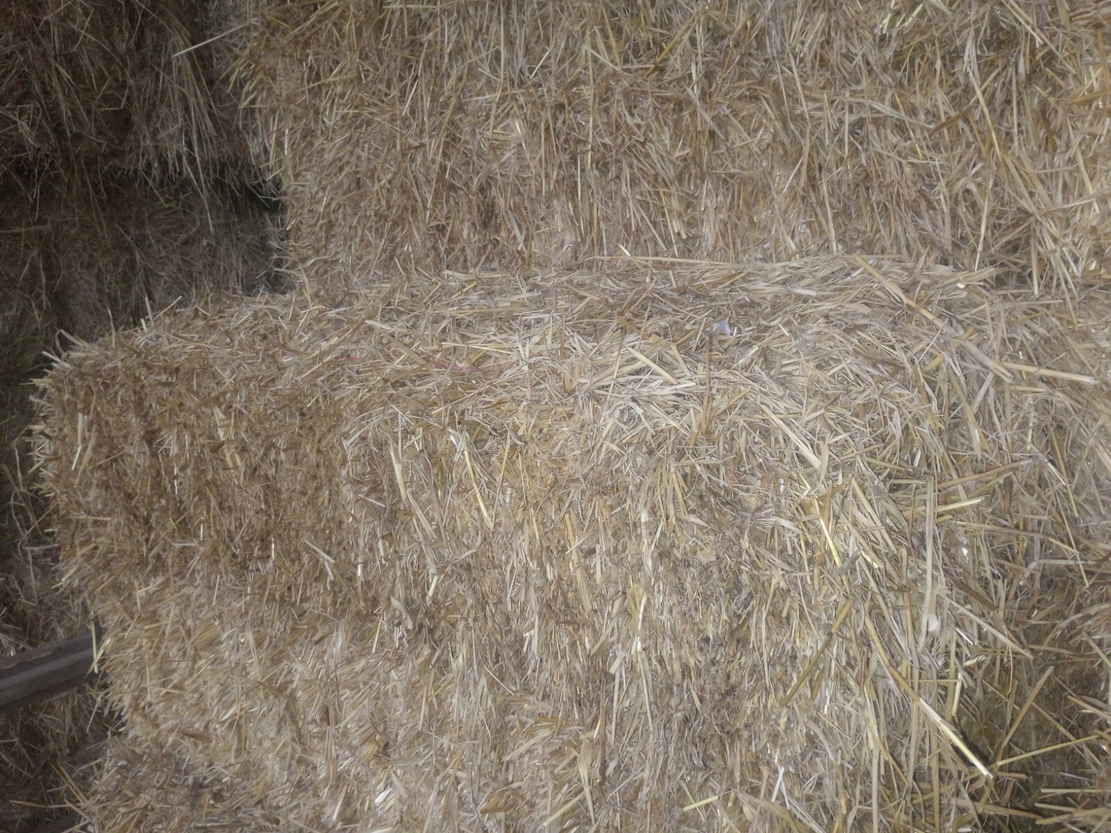 Small Bale Barley Straw Long 4ft Bales Bright eBay