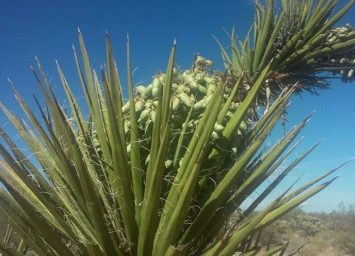 Mojave Yucca Seeds (Yucca Schidigera) - 20seeds - | eBay