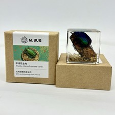 Green Chafer Beetle Specimen in Resin Education Ornament Gift Collection