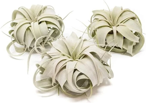 Mini Tillandsia Xerographica Air Plant Value Packs - Easy Indoor/Outdoor Plants