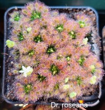 Drosera Roseana, Zwerg-Sonnentau, fleischfressende Pflanze