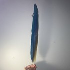 Blue & Yellow MACAW Feathers           DIY Crafts, Decorations — photo 7