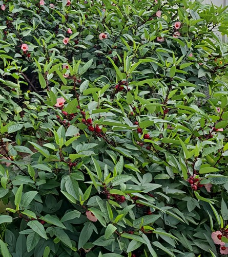 50 Jamaican Sorrel Hibiscus Roselle Seeds Sabdariffa Sour Leaf Chin Baung - Picture 2 of 3