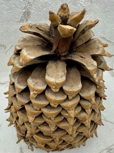 Giant Coulter Pine Cone California Widow Maker Natural Hooked Tips 9.5”X7.5” - Picture 2 of 11