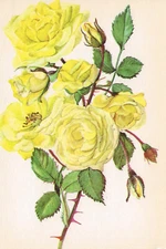 Yellow Pinocchio Rose Floribunda Print Picture Small Vintage 1971 CGICR#83