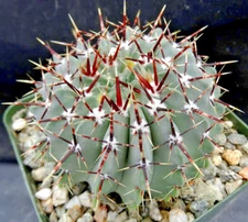 Parodia buiningii  exotic notocactus rare succulent plant cactus cacti 30 SEEDS