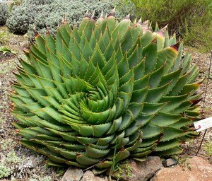 100 Spiral Aloe Vera Plants Seeds Polyphylla Rare Succulent