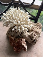 3 pieces of coral very nice for an acquarium.