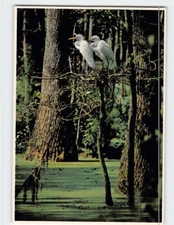 Postcard American Egrets in their Nest Whooping Crane Pond South Carolina USA