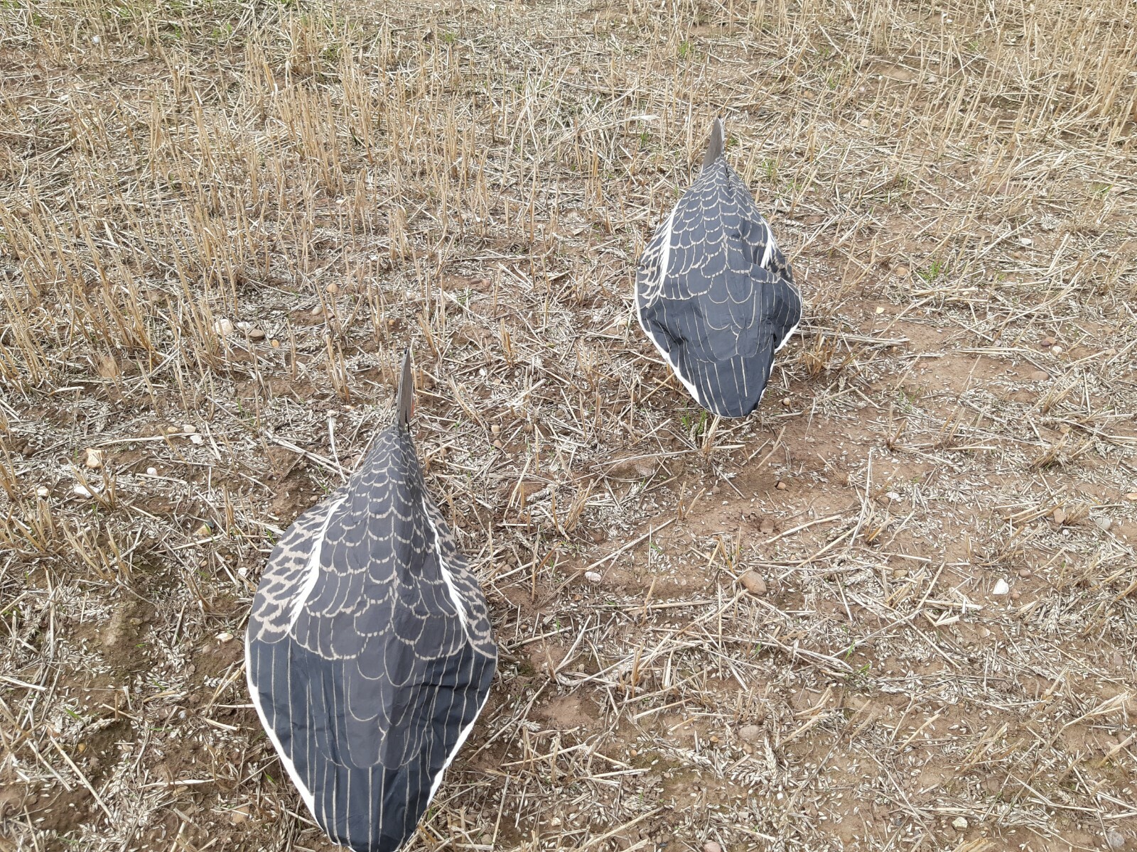 Goose Decoys Sillosock Pinkfoot Greylag FEEDER ONLY 6 Pack eBay