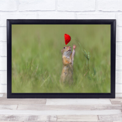 Ziesel Eichhörnchen Mohn Natur Wildtiere Tier pelziger Boden Wandkunstdruck