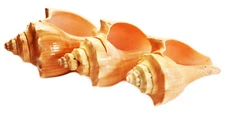 Set of 3 Vole Shells (3") Natural Seashell Medium Hermit Crabs Crafts Decor Coas