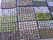 20 Assorted Succulent Plants - 2 inch pot - Many varieties !!!!