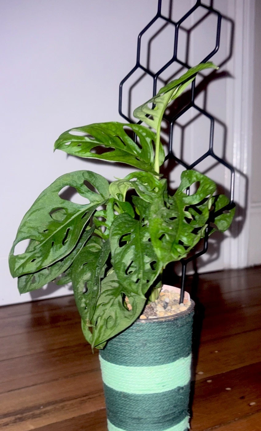 Monstera ‘Monkey Mask’ (Established Plant) EASY CARE PLANT
