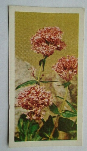 BROOKE BOND TEA CARD WILD FLOWERS no 16 SPUR VALERIAN , ISSUED IN 1955