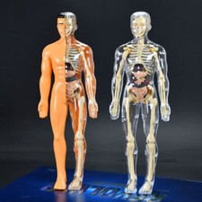 3D Human Body Torso Model For Kid Anatomy Model Skeleton Model Construction DIY